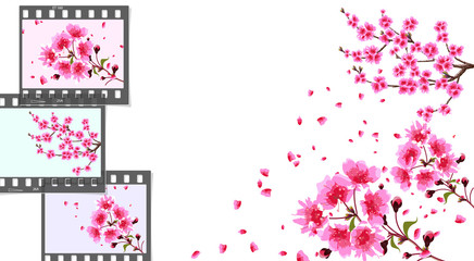 Sakura. curved branches of a cherry tree with purple small flowers and cherry buds and close-up. Frames on a different color background. illustrator