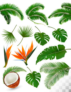 Set of tropical leaves and exotic flowers isolated on transparent background. Vector illustration.