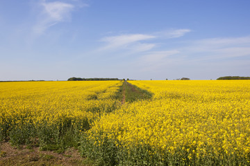 yellow flowering oilseed rape