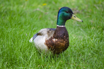 Duck posing for photos