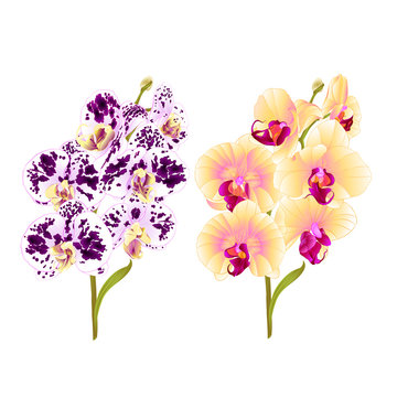Branches orchid Phalaenopsis yellow and spotted purple and white  flowers and leaves tropical plants  stem and buds on a white background vintage vector botanical illustration for design