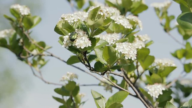 A dung beetle sits on a Bush with white flowers. The wind blows, the branches swing