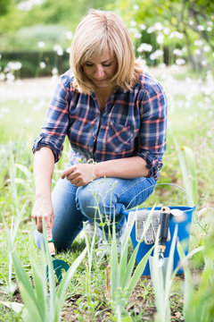 woman planting cornflag