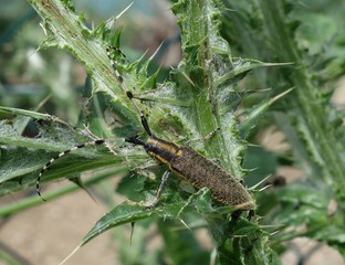 Coléoptères Cérambycidés: Agapanthia villosoviridescens (Saperde à pillosité verdâtre)
