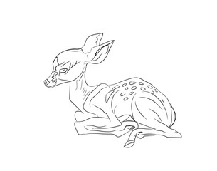 baby deer lying, lines, vector