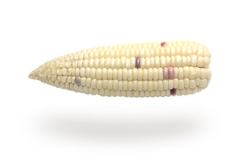 Zea mays ceratina,Waxy corn,Corn on white background (isolated on white and clipping path)