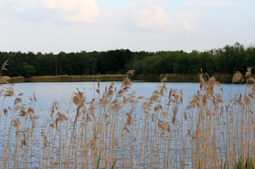 Schilf am Rand des Sees