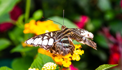 Fototapeta na wymiar butterfly sitting on a yellow flower in park