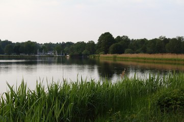 Schilf am Rand des Sees