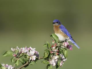 Male Eastern Bluebird Perched on Blossoming Branch in Spring