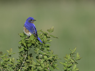 Fototapeta premium Male Eastern Bluebird in Spring