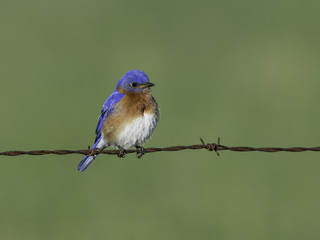 Male Eastern Bluebird Perched on Wire  in Spring