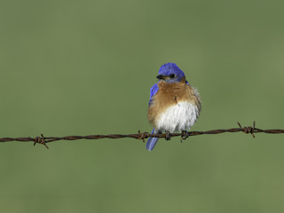 Male Eastern Bluebird Perched on Wire  in Spring