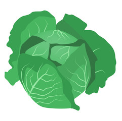 Obraz premium Wirsing oder Grünkohl