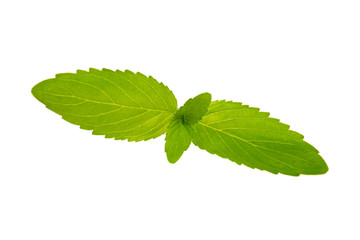 Melissa leaves on white background