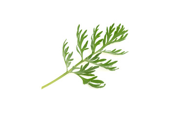 medicinal plant of wormwood on white background