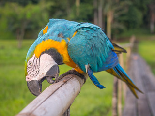 Beautiful, blue and yellow parrot