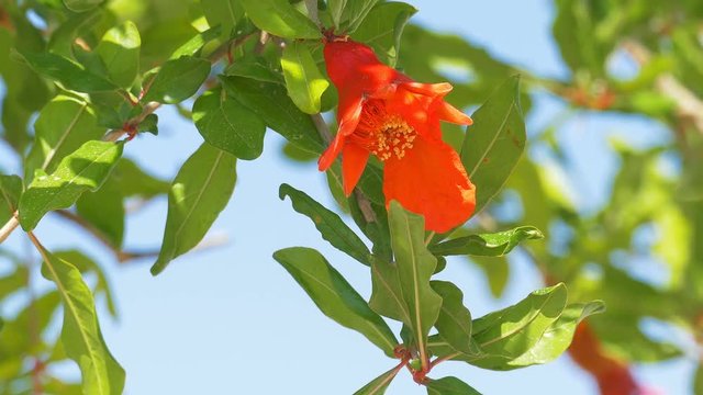 Close-up of pomegranate red flowers with small fruits on a tree at wind