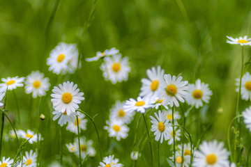 Fototapeta premium Blumenwiese, Wiese mit Margeriten