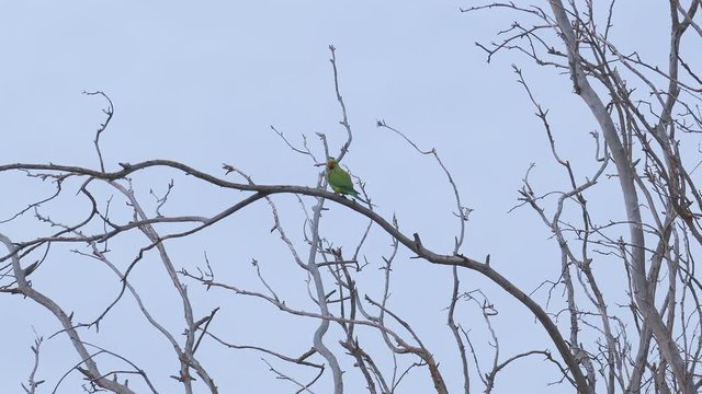 Single green parrot at dry tree