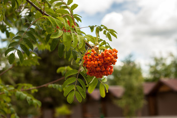 bunch of ash on a branch