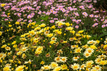 Beautiful white Narrowleaf Zinnia or Classic Zinnia flowers