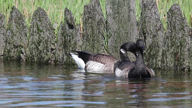Brent Goose couple feeding in a natural habitat. The brant, aka Branta bernicla is a species of goose of the genus Branta.