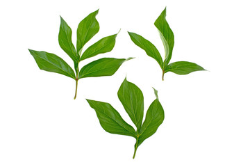 peony leaves on white background
