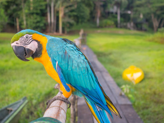 Beautiful, blue and yellow parrot