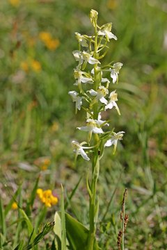Gr&uuml;nliche Waldhyazinthe (Platanthera chlorantha) 