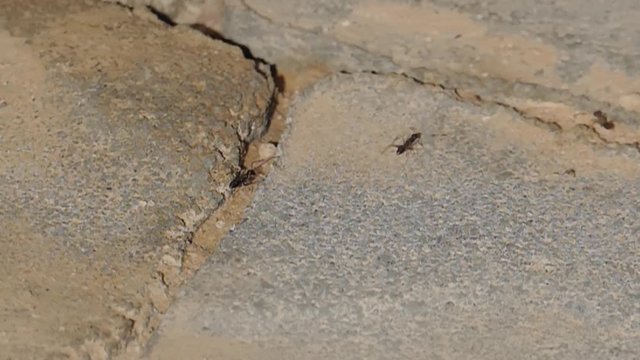 Slow motion video as the ants migrate their larvae to a new anthill