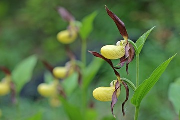 Obraz premium Gelber Frauenschuh (Cypripedium calceolus) 