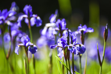 Blooming in the garden of purple spring flowers