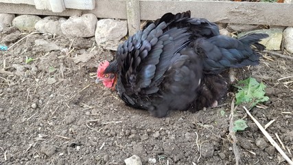 poule,nettoyage dans la terre © Patryssia