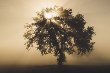 Single olive tree in the beautiful sunny fog at sunrise, natural background with sun rays through...