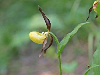 Gelber Frauenschuh (Cypripedium calceolus) mit Heuschrecke