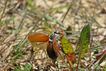 Weiblicher Feldmaikäfer (Melolontha melolontha) beim Abflug
