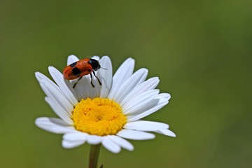 Ameisensackkäfer (Clytra laeviuscula) auf Magerwiesen-Margerite (Leucanthemum vulgare)
