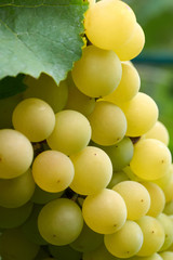 Green Grapes in vine yard on green background.White grape on a branch of green vine in vineyard before harvest.Riped grapes ready for harvest/Ripe Grapes in Sunny Vine Yard.Grapes growing on the vine
