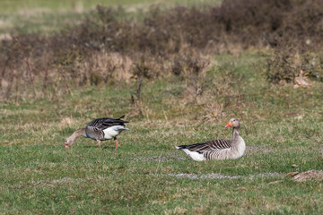 Couple of Greylag Goose