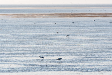 Feeding Avocets in a wetland