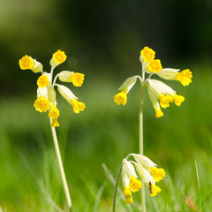 Beautiful Cowslips flowers closeup