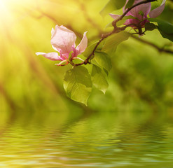 Blossoming of magnolia flowers in spring time, sunny floral background with water reflection