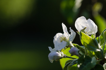 White Apple tree bloooming flowers