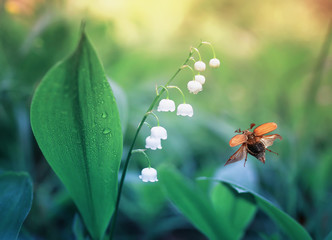 may beetle flies over forest glade with white beautiful Lily of the valley flowers