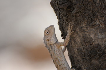 Portrait of a Lizard