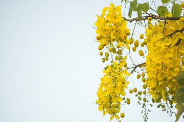 Obraz premium Cassia fistula(golden shower tree), mostly blooming in summer May days. It's also the national flower of Thailand.
