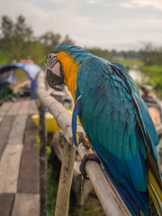 Beautiful, blue and yellow parrot