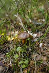 forest undergrowth with edible mushroom in the forest, shallow depth of field