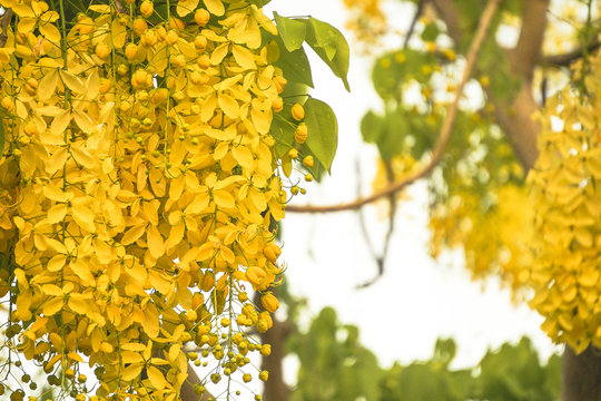Cassia fistula(golden shower tree), mostly blooming in summer May days. It's also the national flower of Thailand.